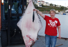 Halibut 120 kilo